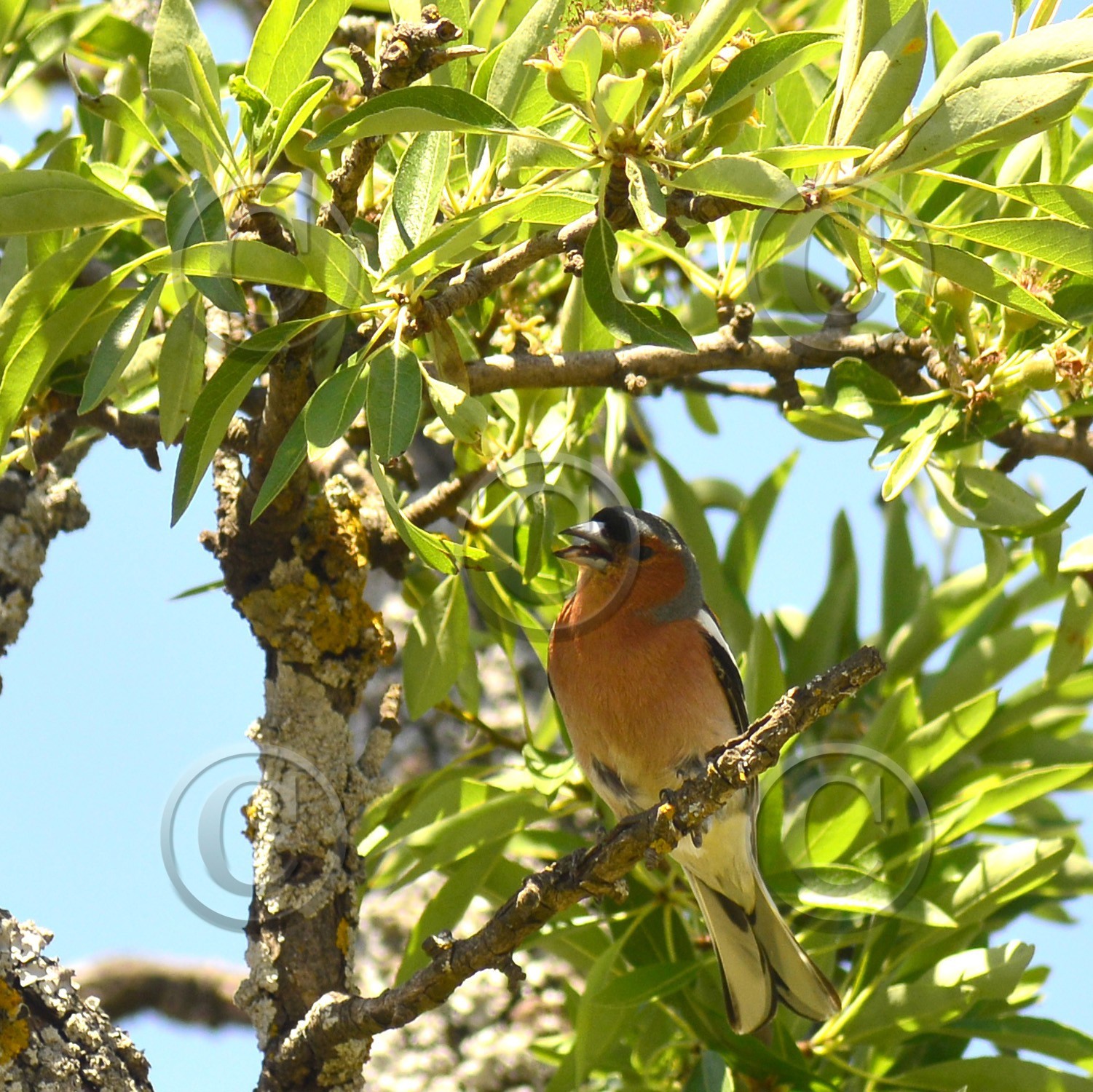 Photo de la sainte baume