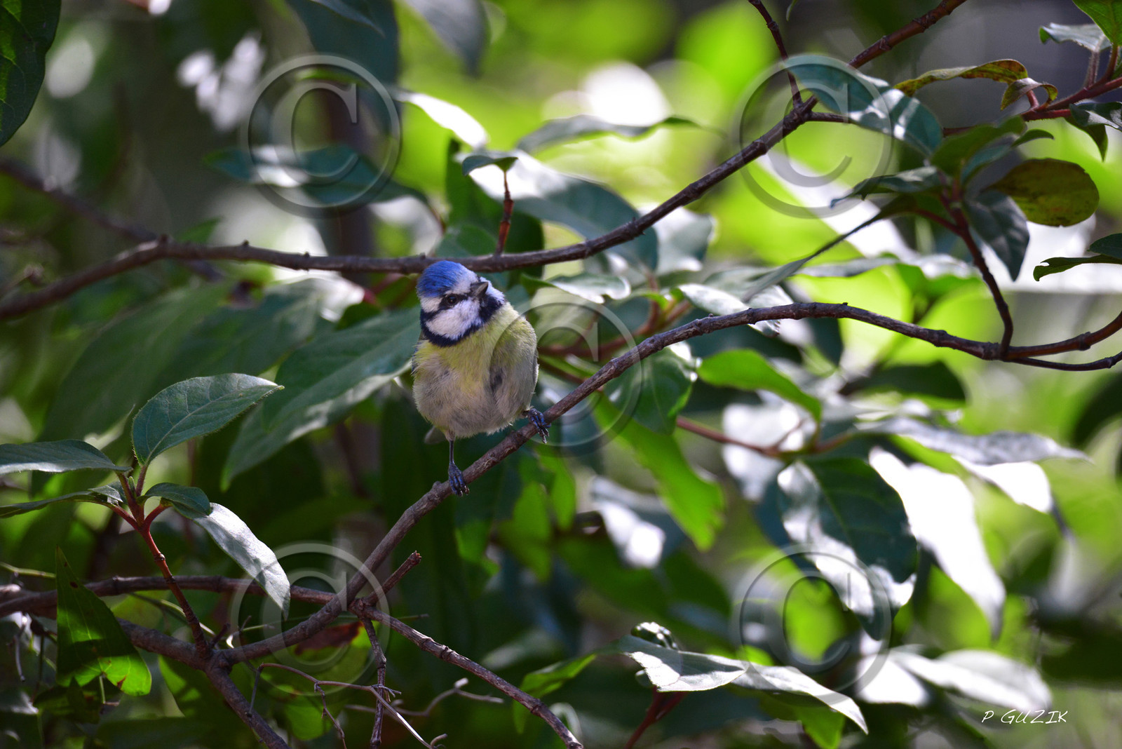 MISE A  JOUR  en cours