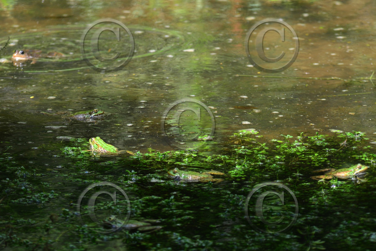 MISE A  JOUR  en cours