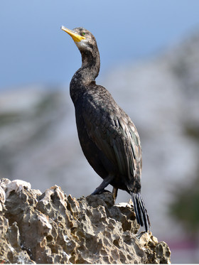 MISE A  JOUR  en cours