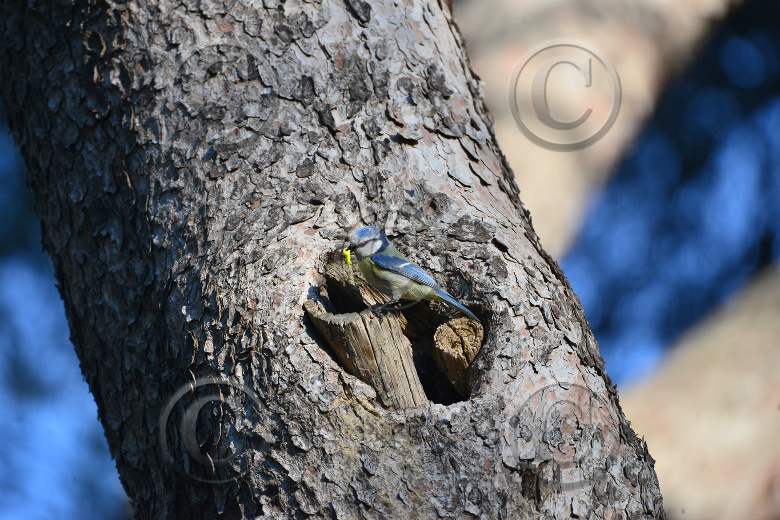MISE A  JOUR  en cours