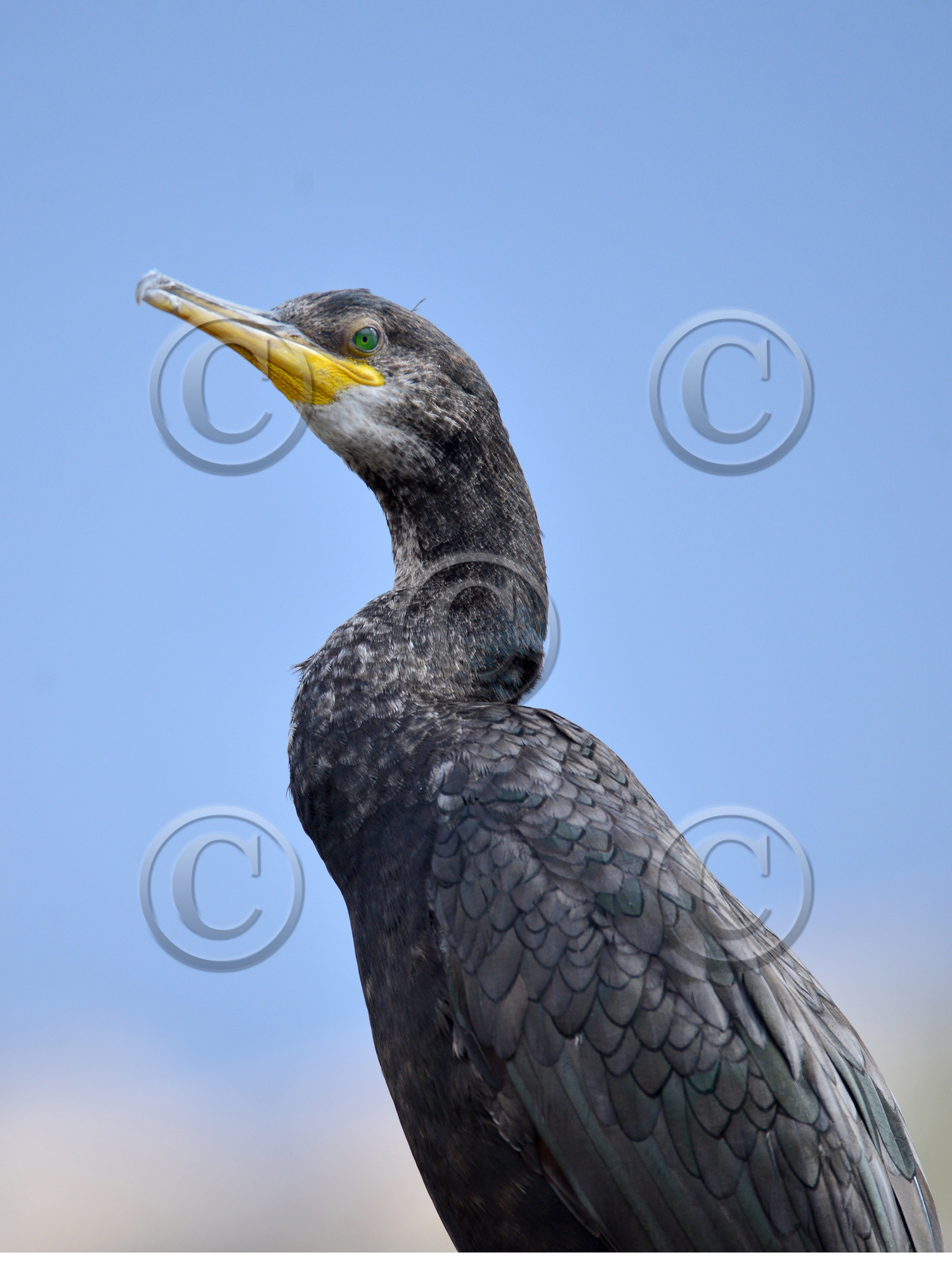 MISE A  JOUR  en cours