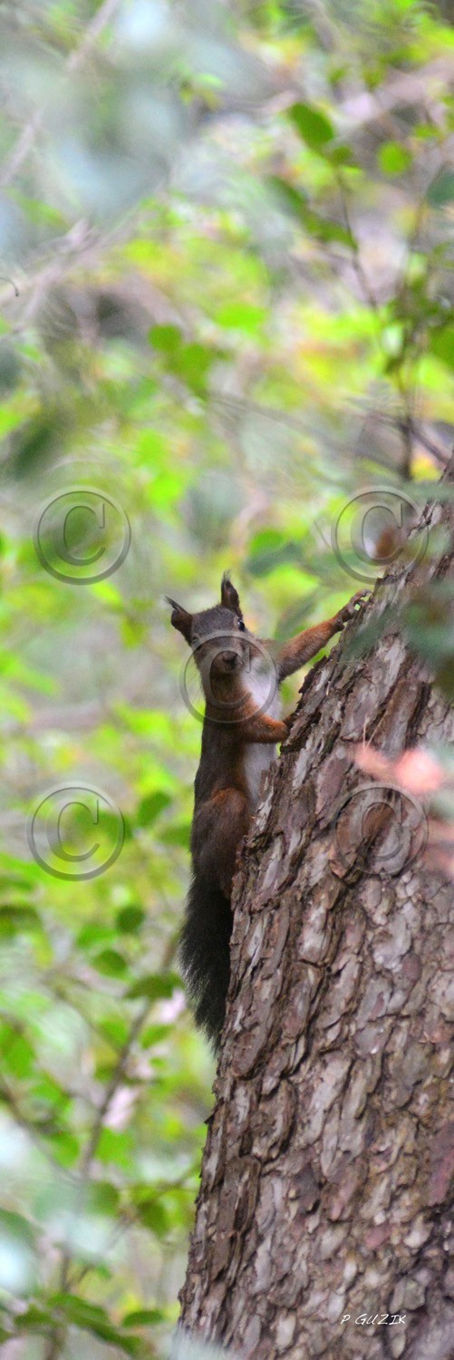 MISE A  JOUR  en cours