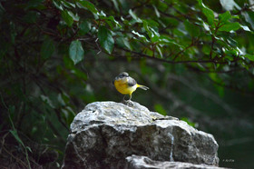 MISE A  JOUR  en cours