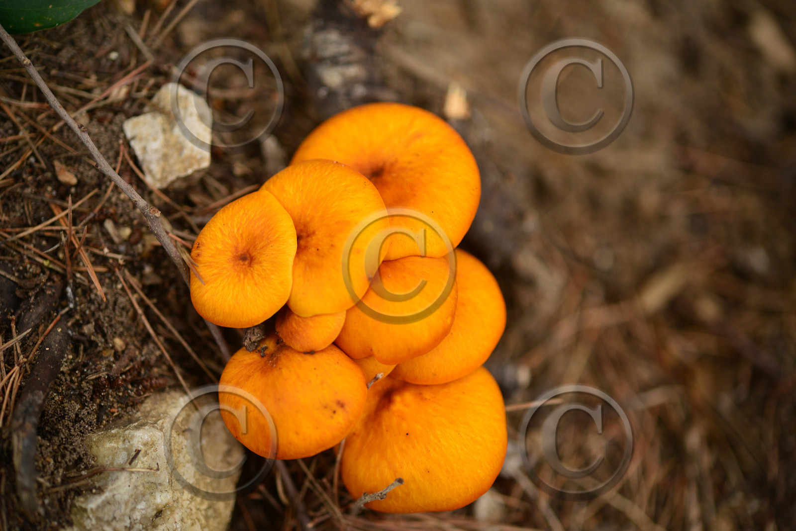 MISE A  JOUR  en cours