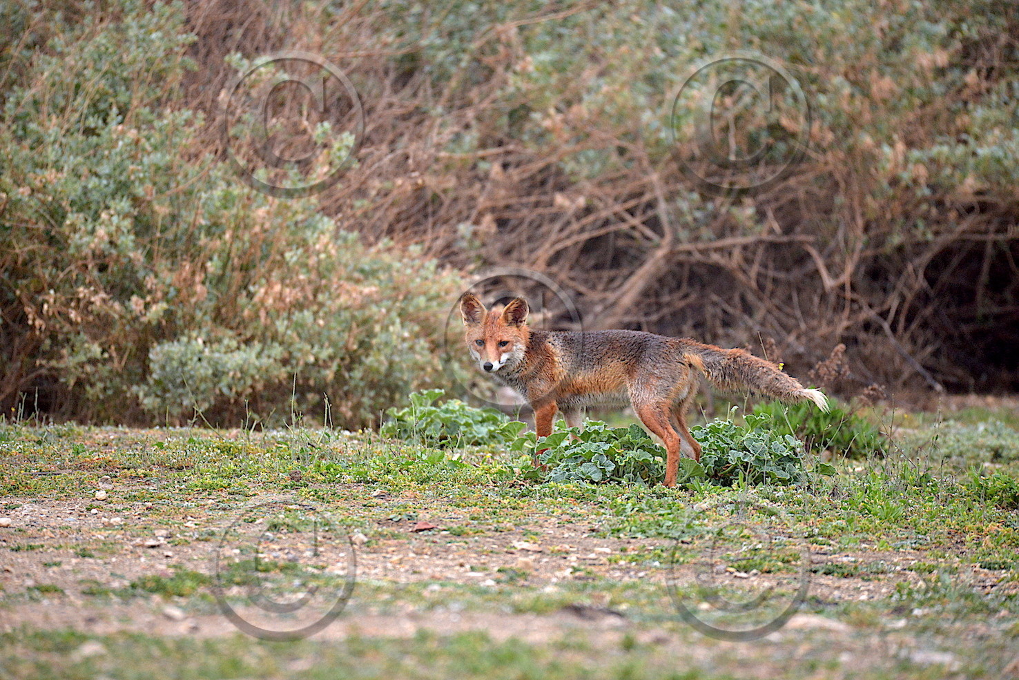 MISE A  JOUR  en cours