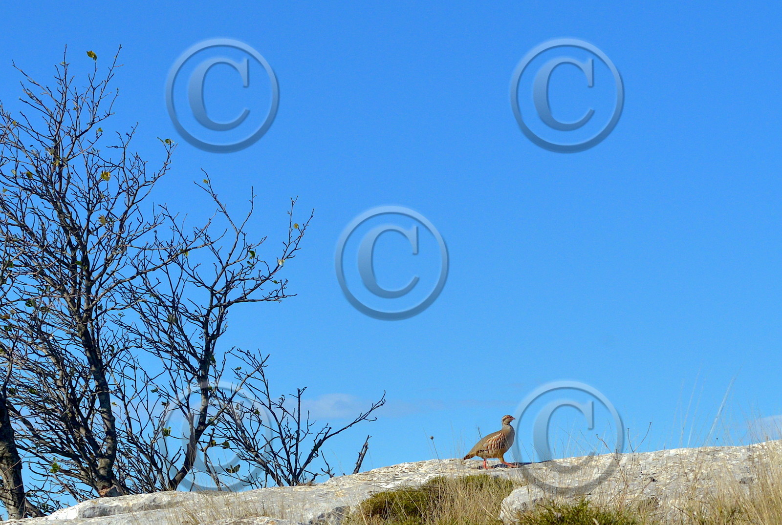 PERDRIX  SUR  LA  CRÊTE DES BEGUINES