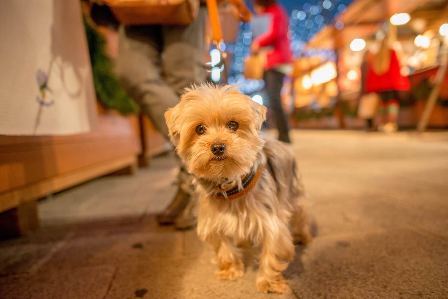 MARCHÉ DE NOEL DE MARSEILLE  ( photos des precedents marchés ),