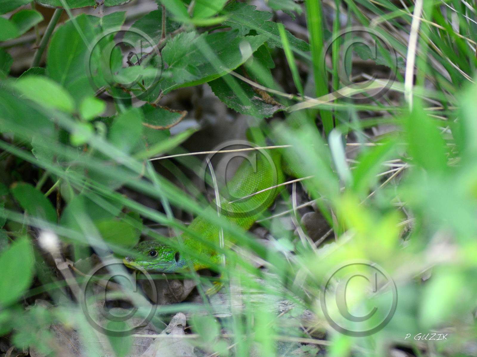 MISE A  JOUR  en cours