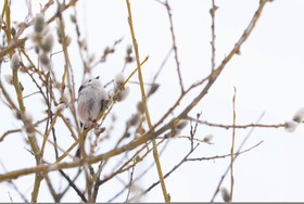 ST VERANT , QUEYRAS,