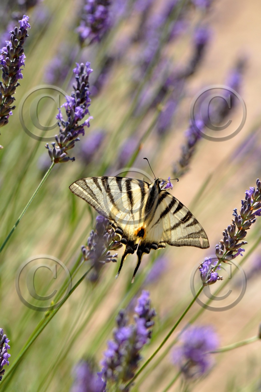 MISE A  JOUR  en cours