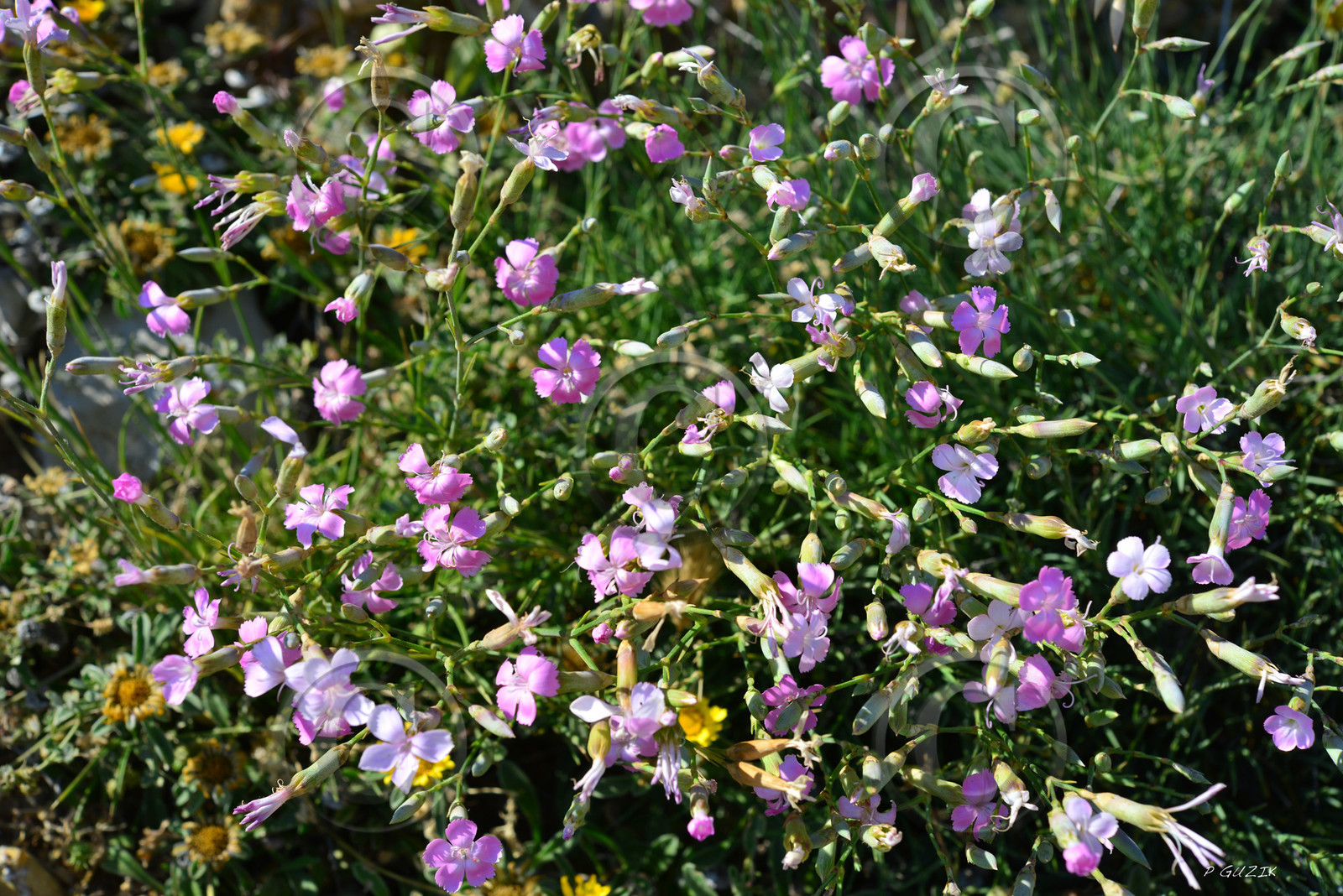 MISE A  JOUR  en cours