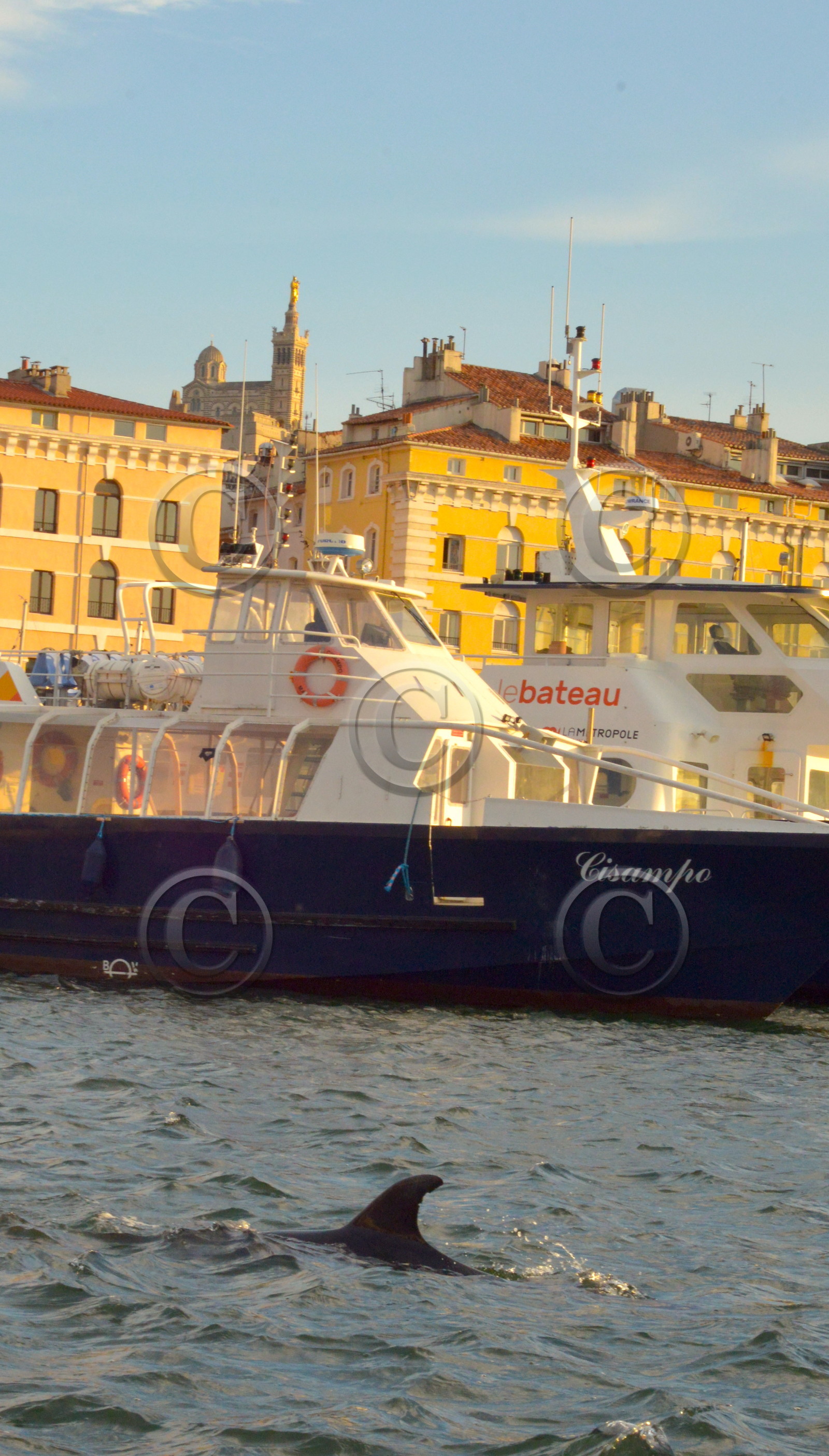 Dauphin dans le vieux port de marseille
