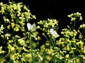 MISE A  JOUR  en cours