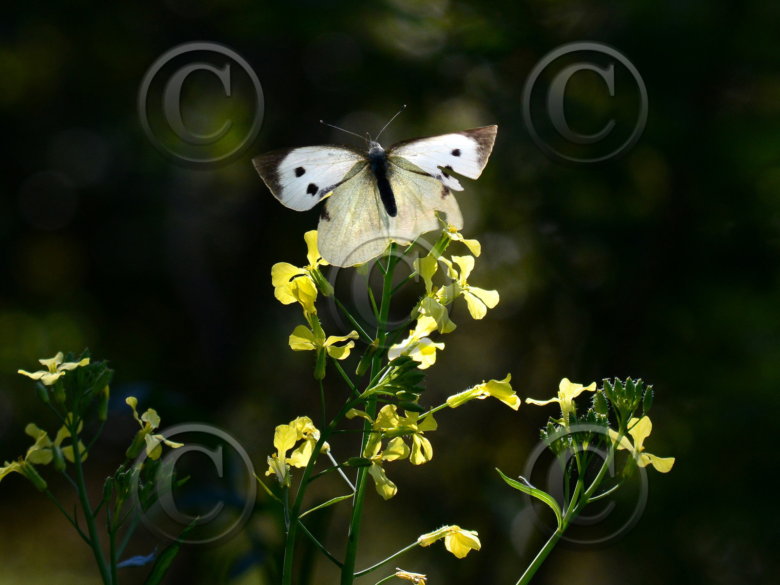 MISE A  JOUR  en cours
