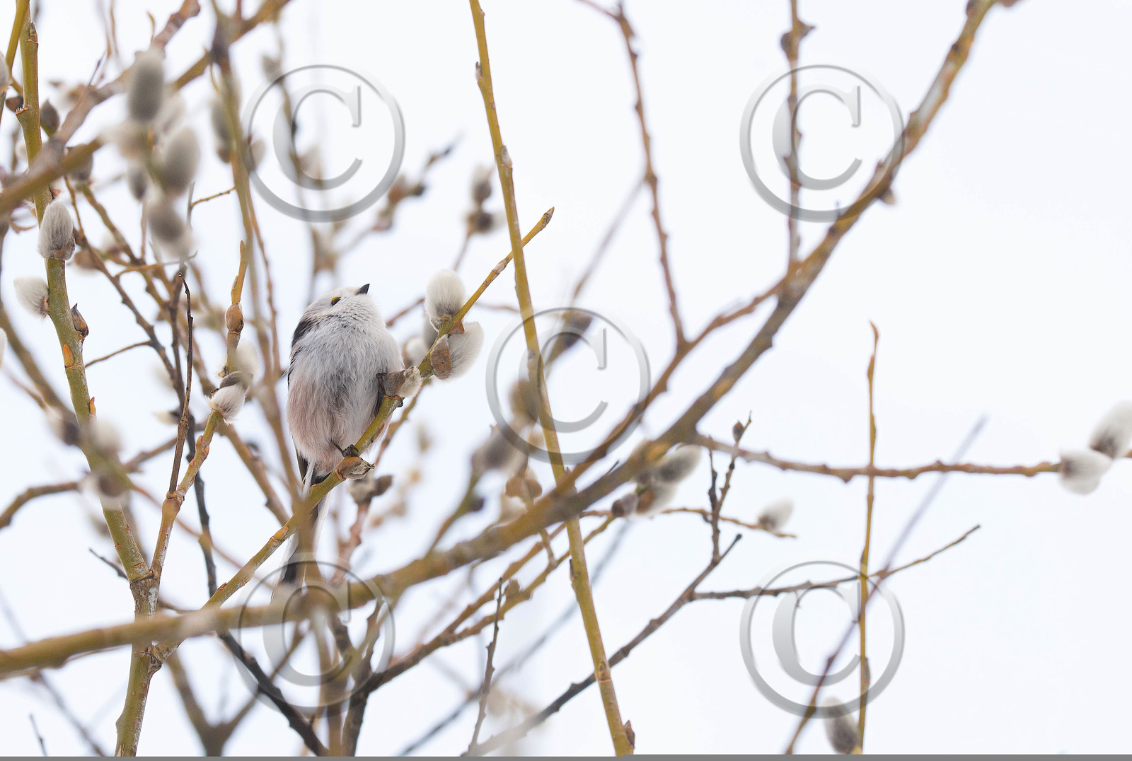 ST VERANT , QUEYRAS,