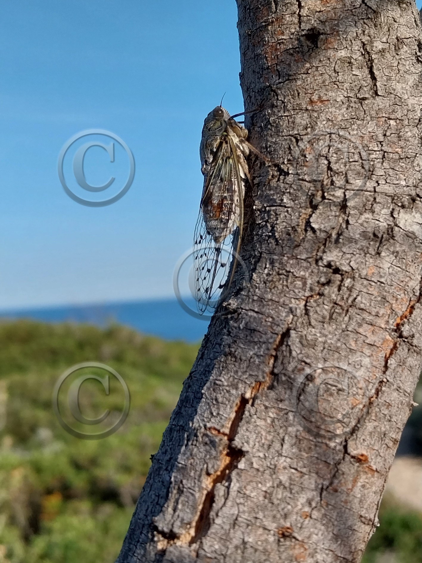 Le premier jour de la journée de la cigale