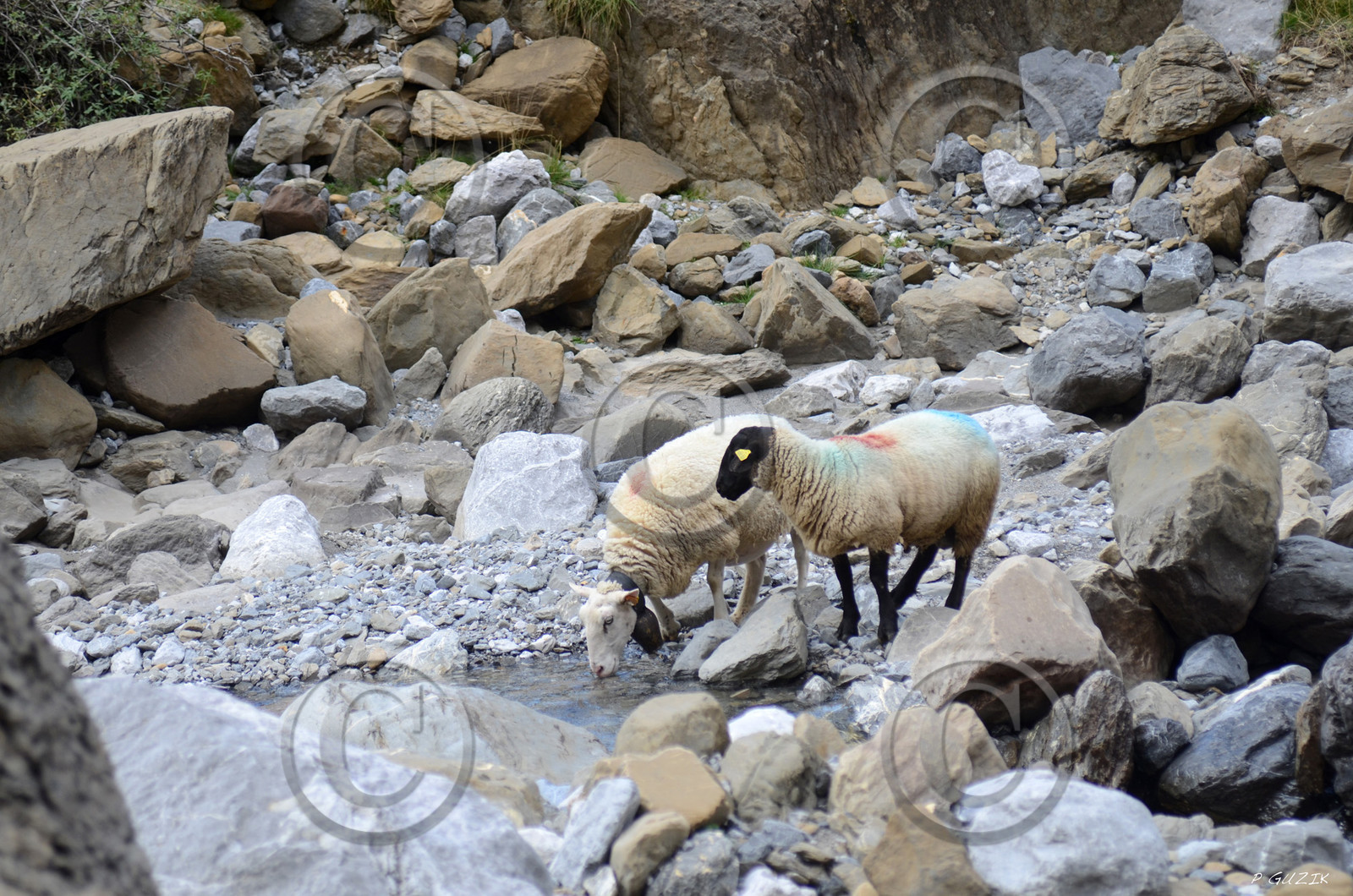 montagne haute alpes ,queyras, mercantour,alpes de haute provence,alpes maritime