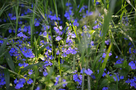 Photo de la sainte baume