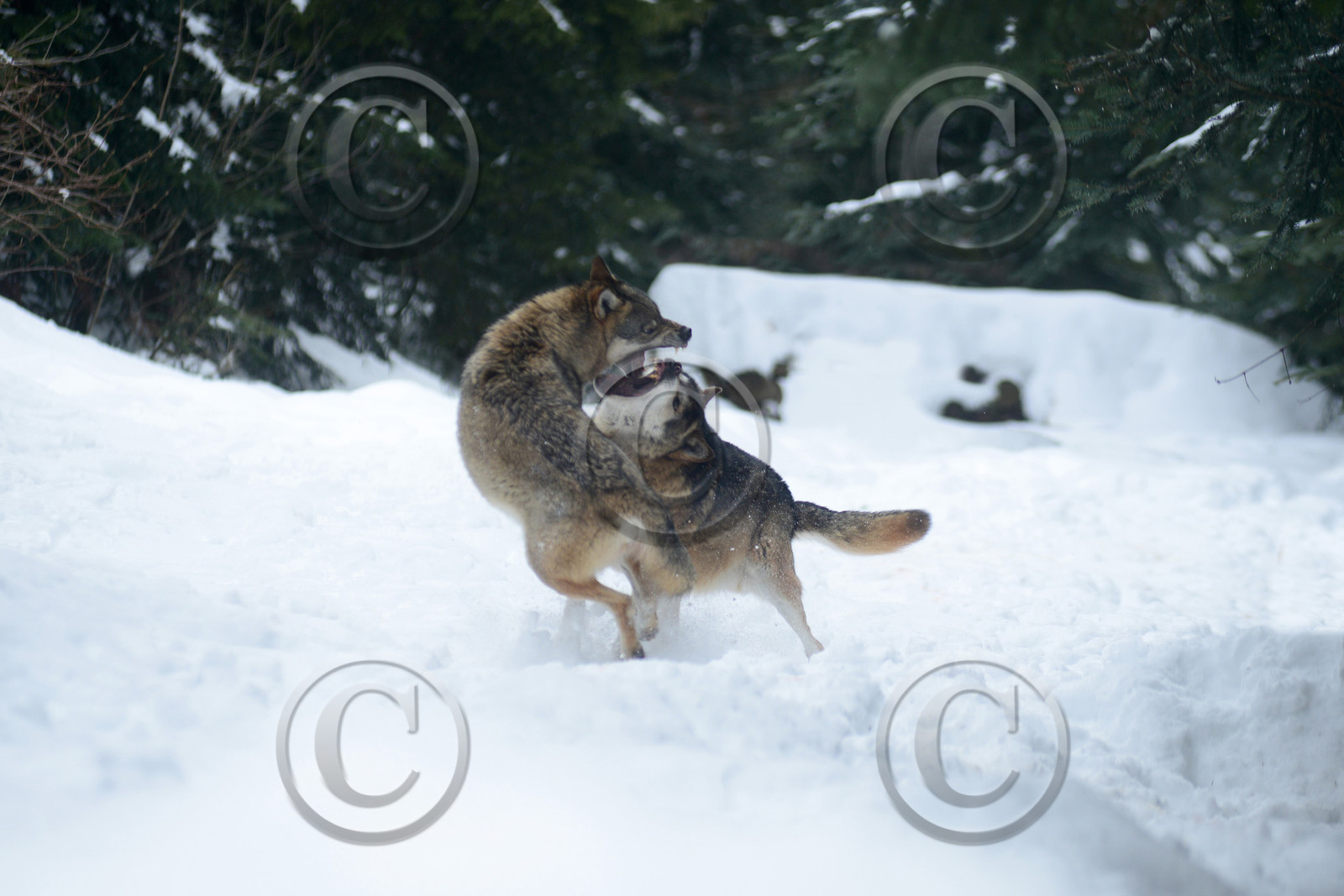 MISE A  JOUR  en cours