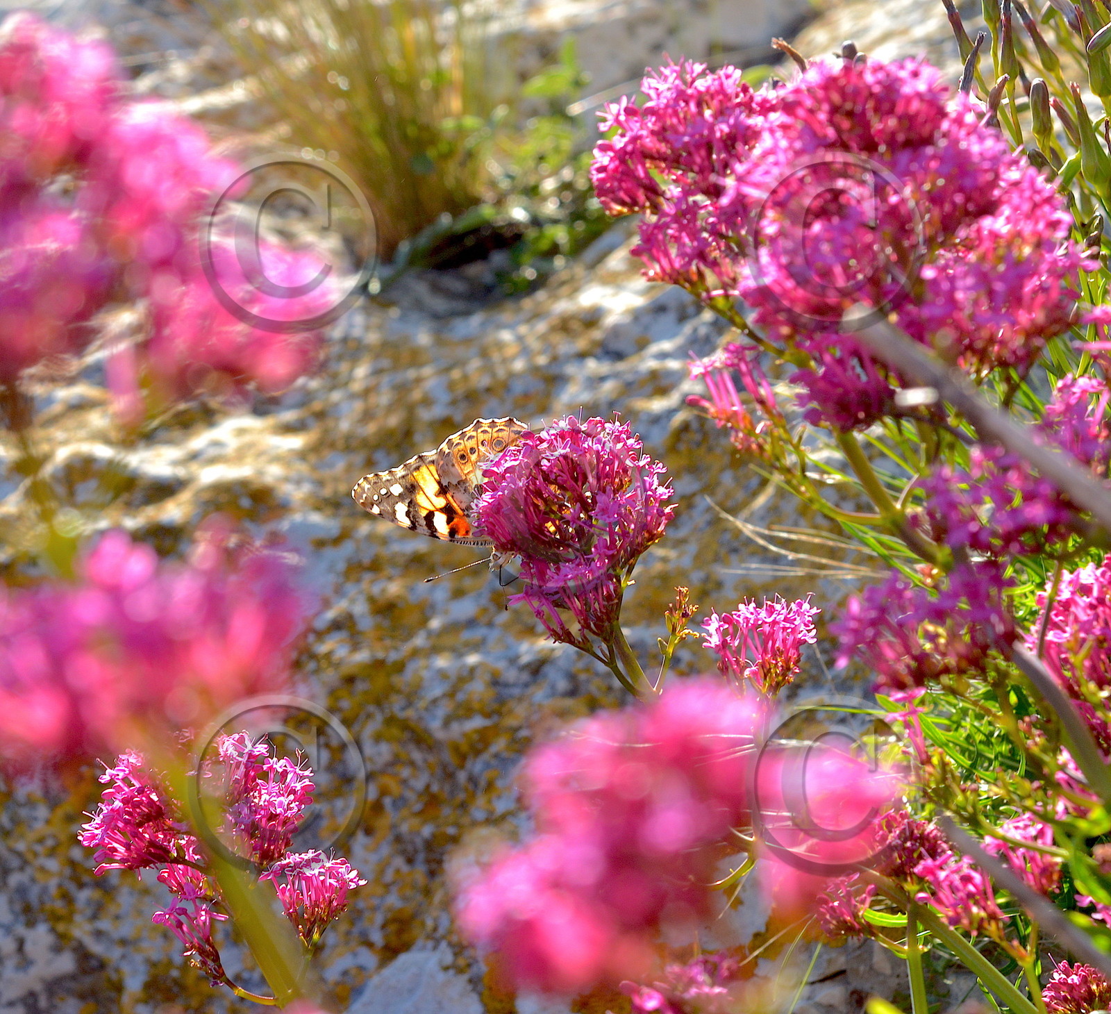 FAUNE ET FLORE CALANQUES