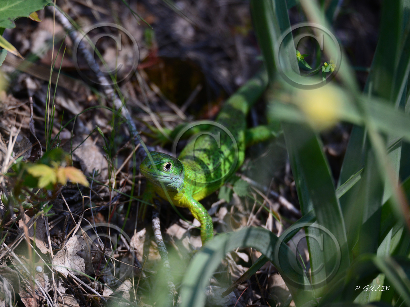 MISE A  JOUR  en cours