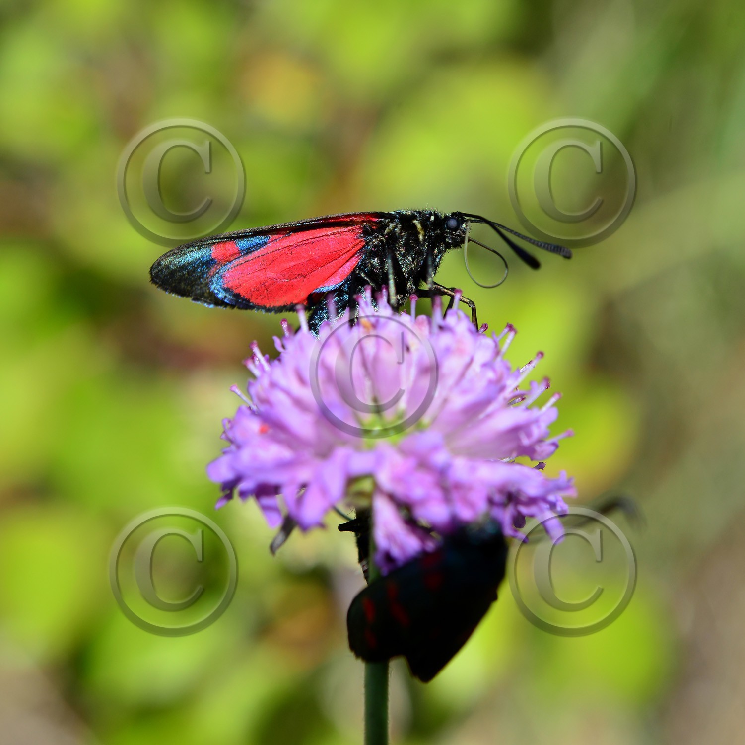 Photo de la sainte baume
