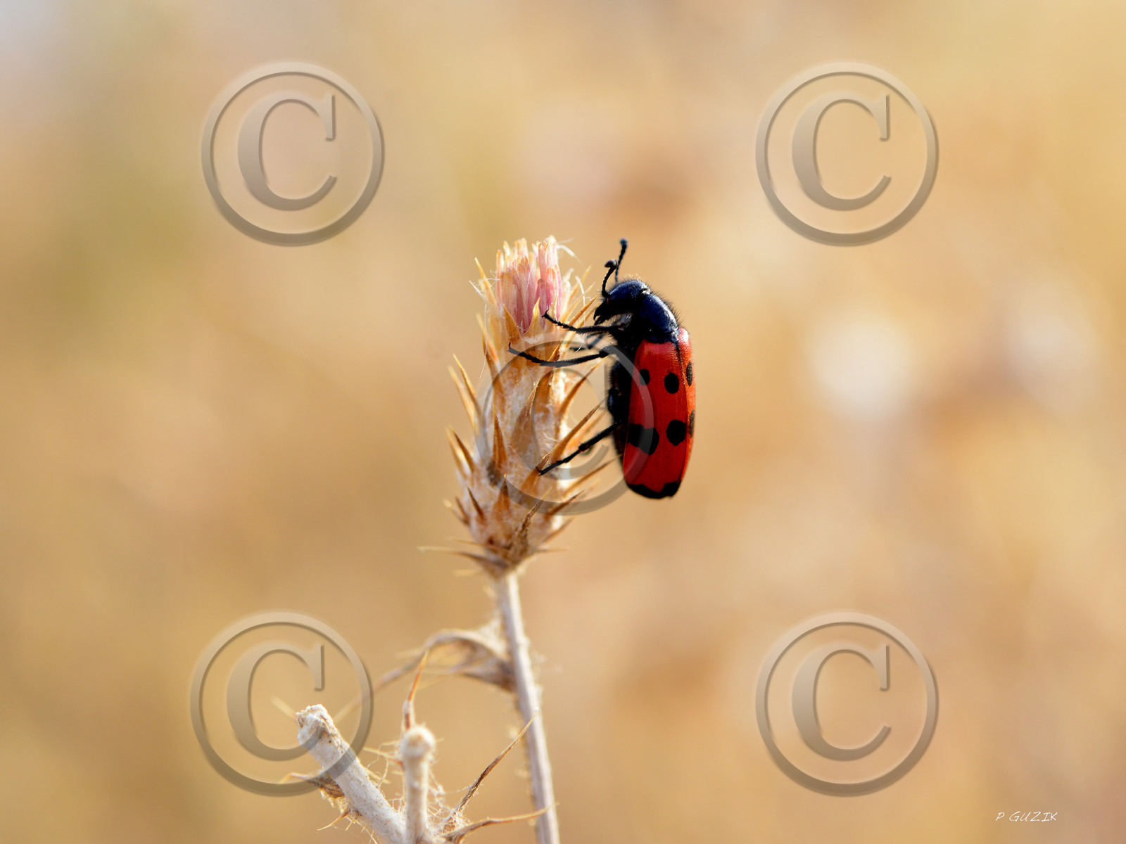 MISE A  JOUR  en cours