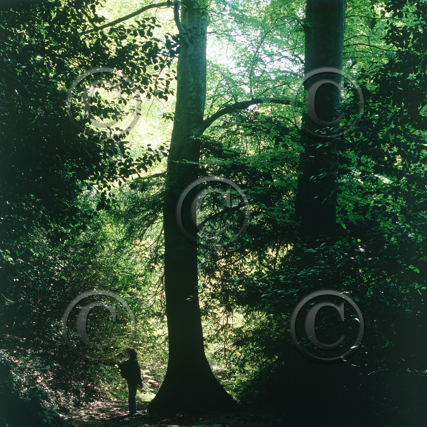 Photo de la sainte baume