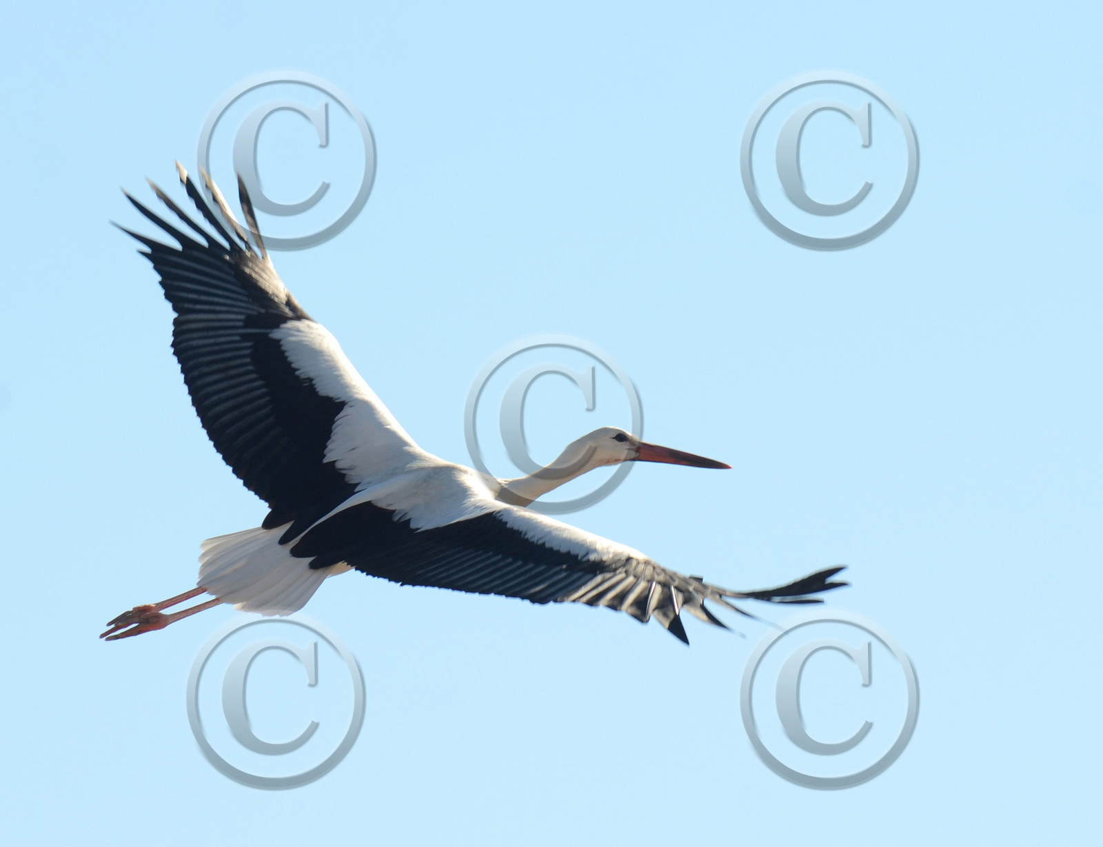 MISE A  JOUR  en cours