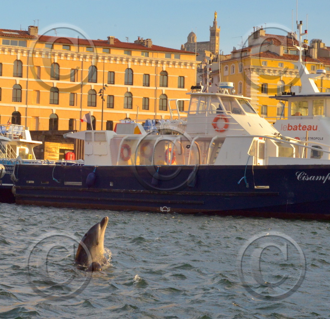 Dauphin dans le vieux port de marseille