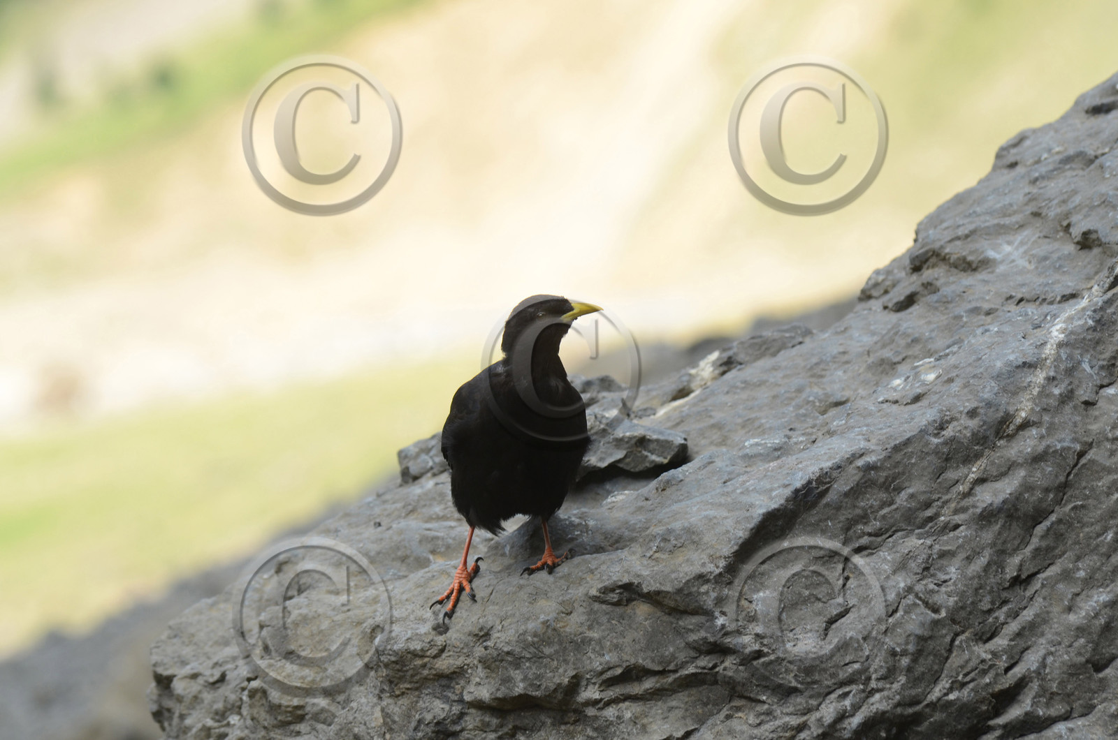 MISE A  JOUR  en cours