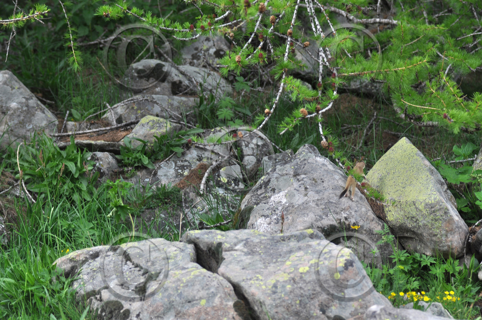 MISE A  JOUR  en cours