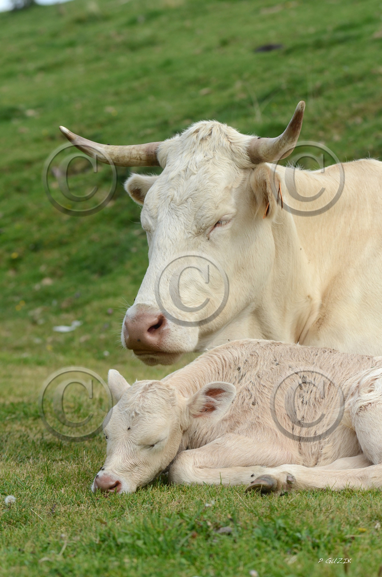 montagne haute alpes ,queyras, mercantour,alpes de haute provence,alpes maritime