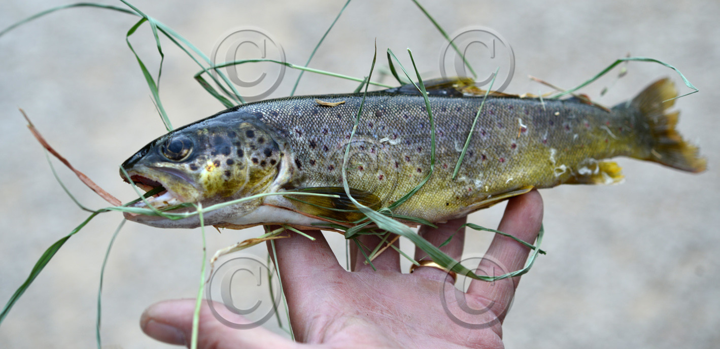 Photo de la sainte baume