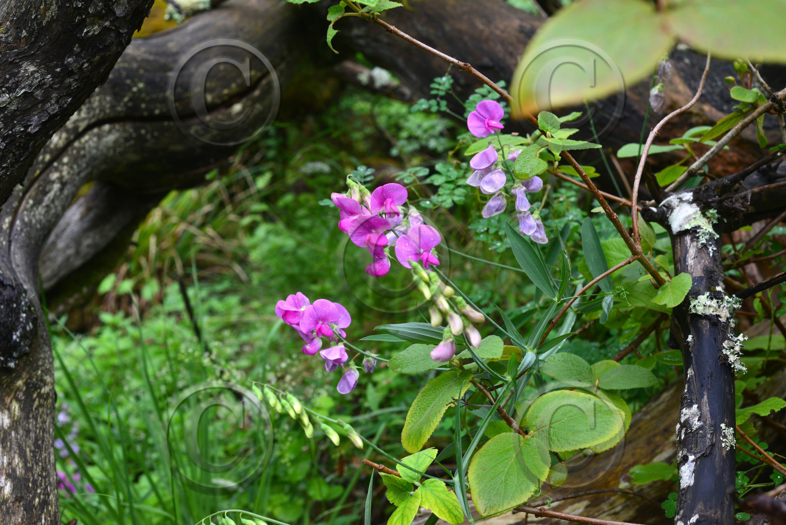 Photo de la sainte baume