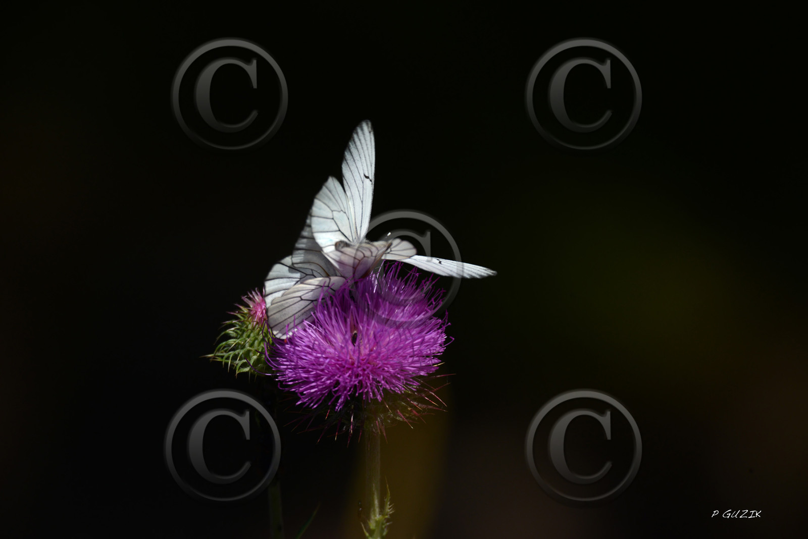 MISE A  JOUR  en cours