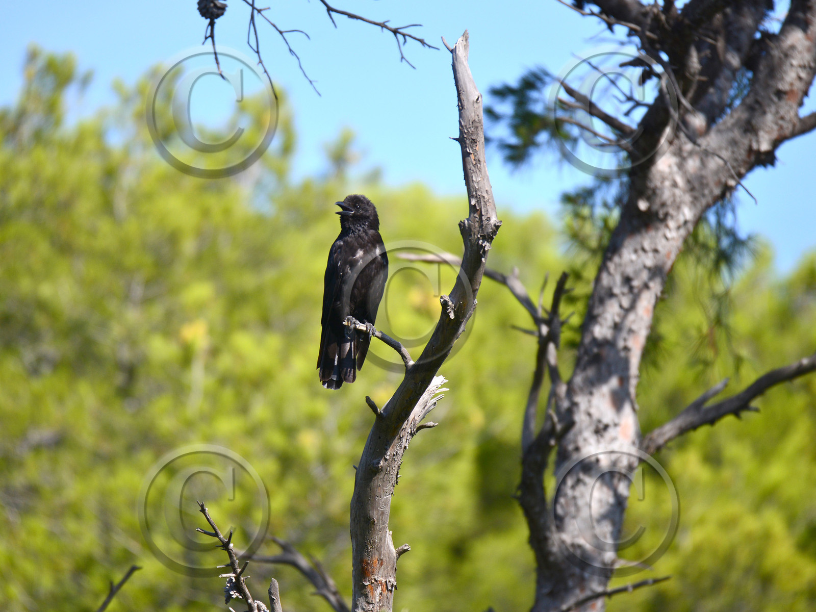 MISE A  JOUR  en cours