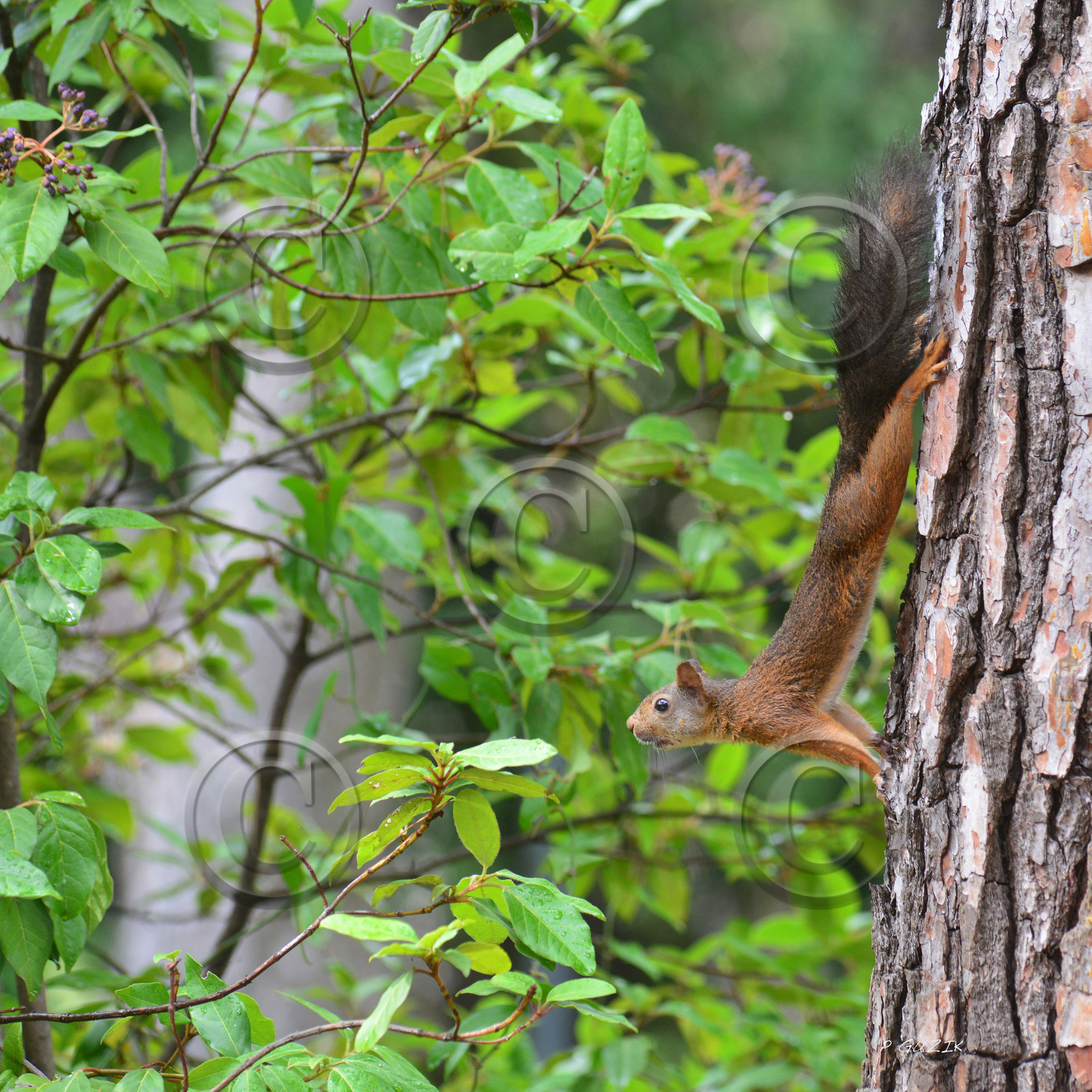 MISE A  JOUR  en cours