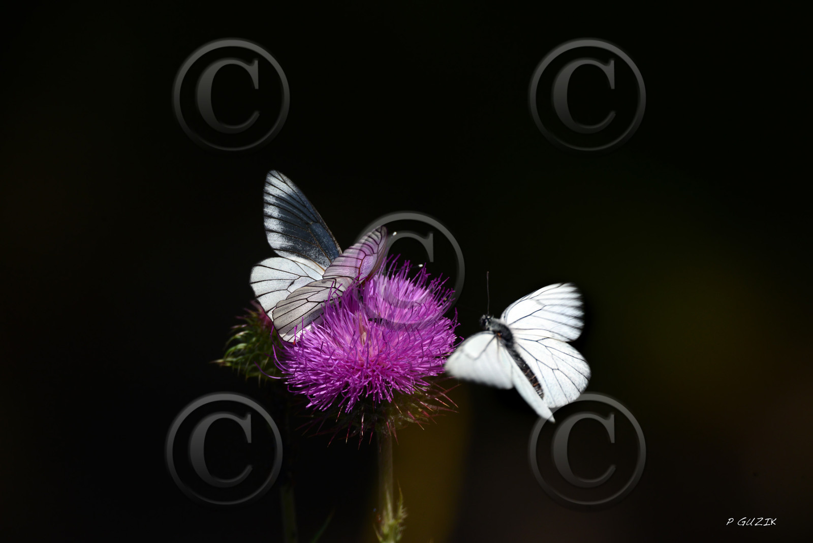 MISE A  JOUR  en cours