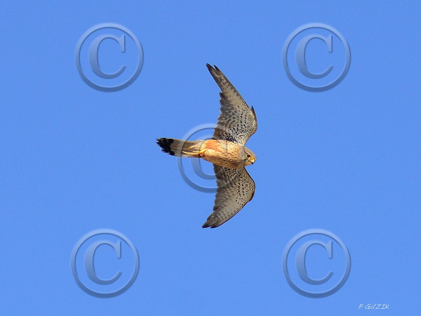 MISE A  JOUR  en cours