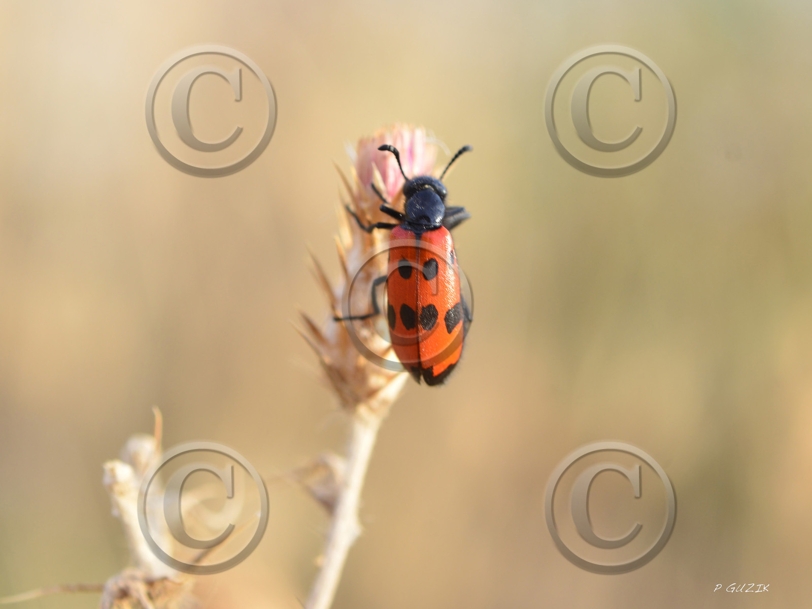 MISE A  JOUR  en cours