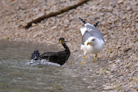 MISE A  JOUR  en cours