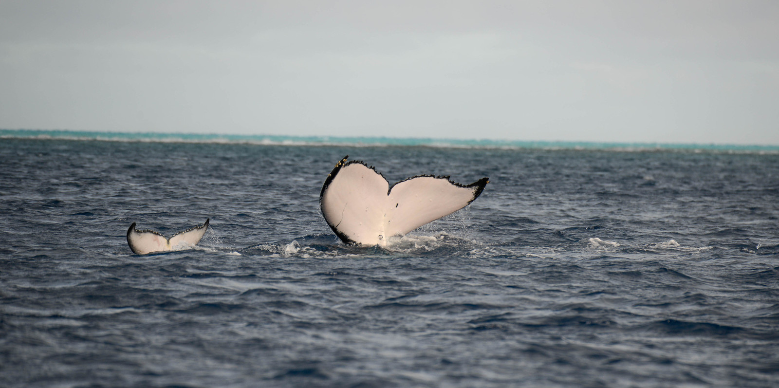 MISE A  JOUR  en cours