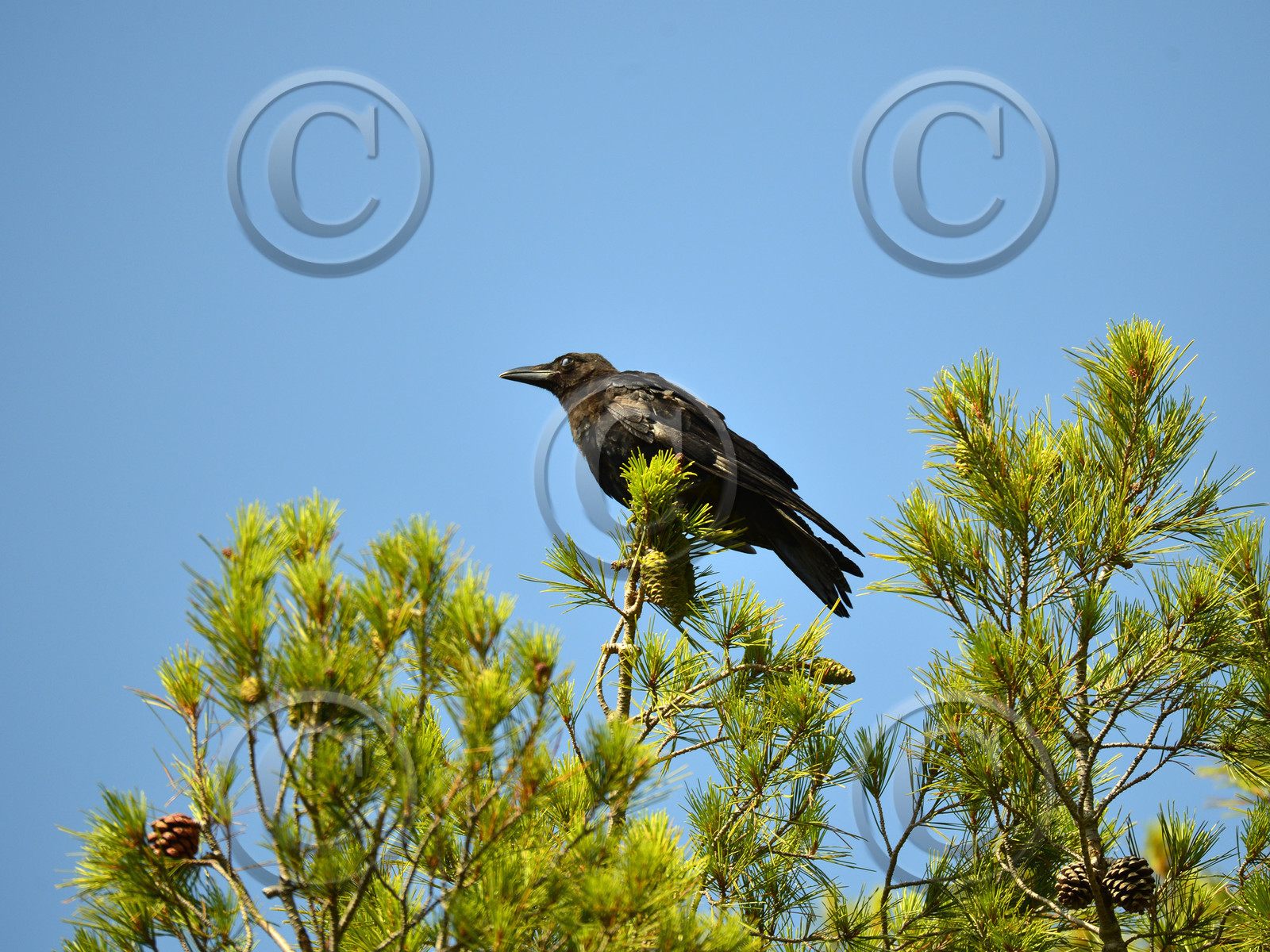 MISE A  JOUR  en cours