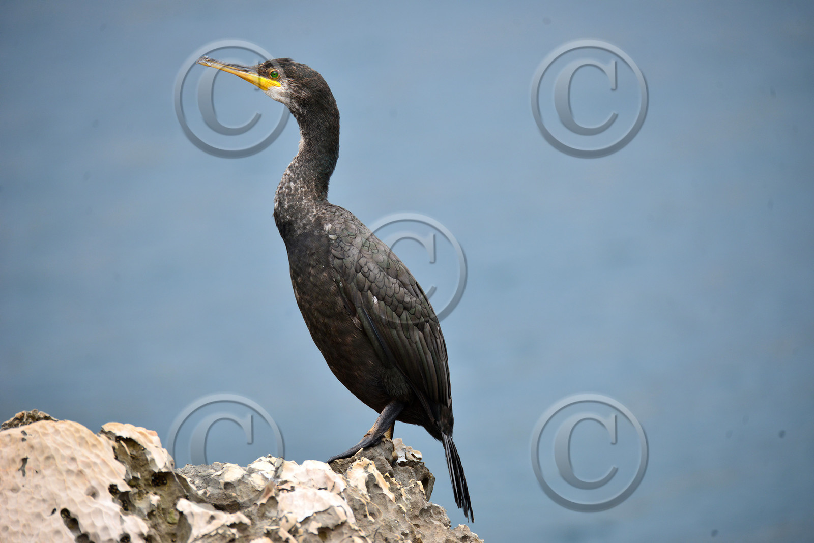 MISE A  JOUR  en cours