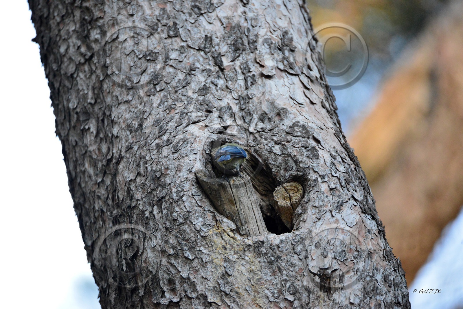 MISE A  JOUR  en cours