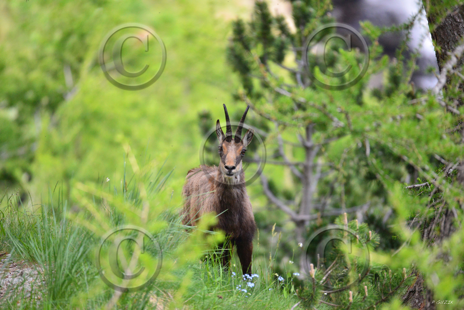 montagne haute alpes ,queyras, mercantour,alpes de haute provence,alpes maritime