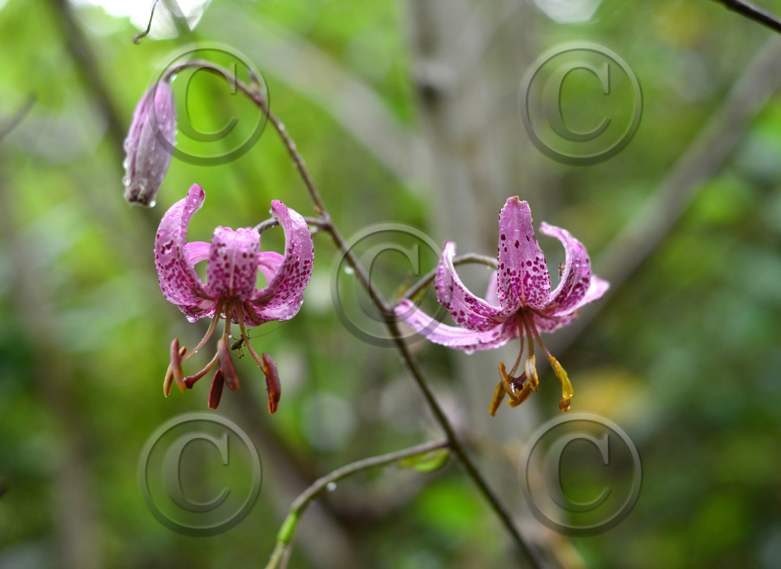 Photo de la sainte baume