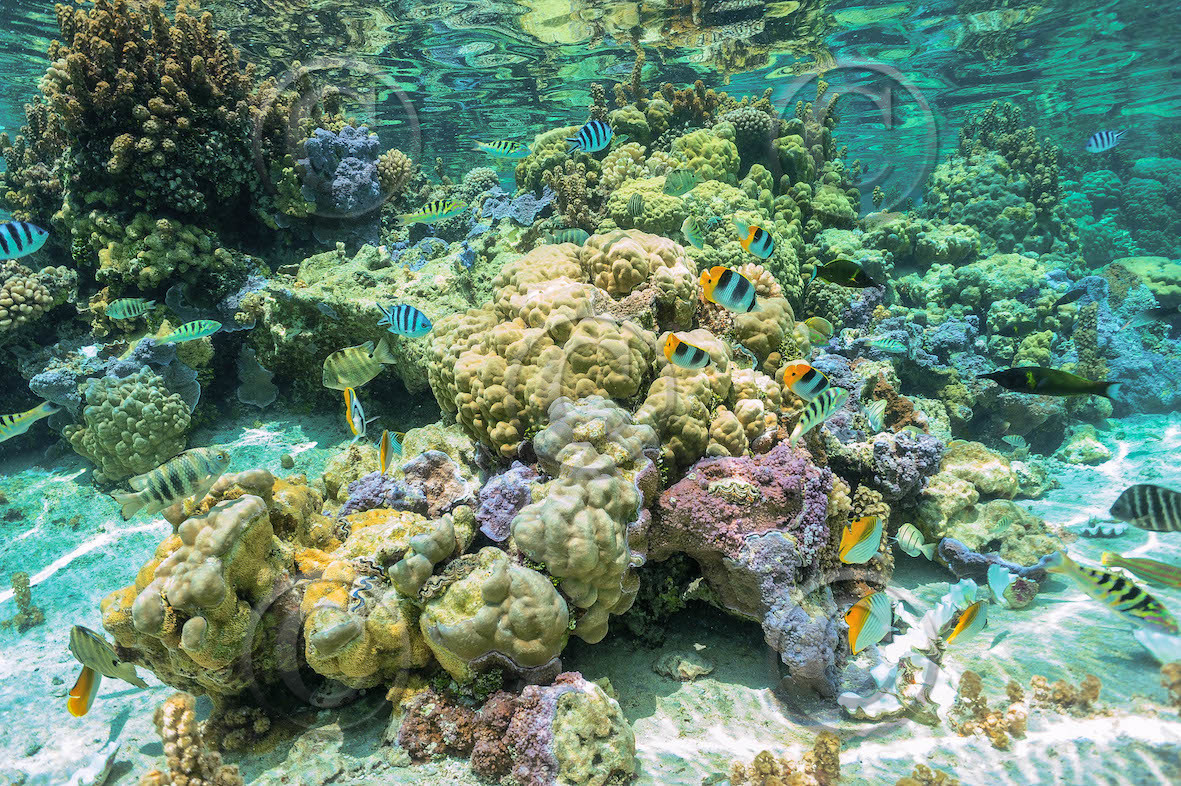 corail dans le pacifique